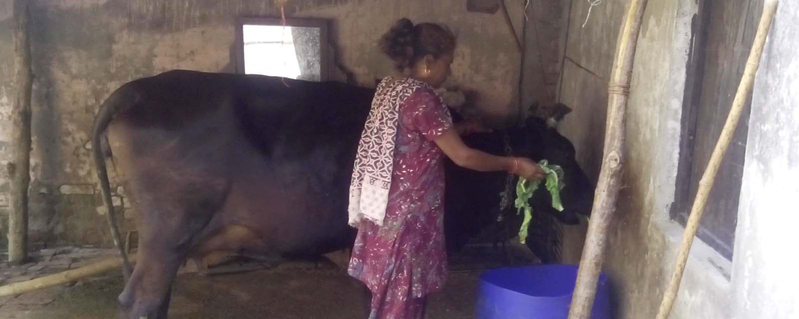 Babli Devi with Cow