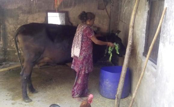 Babli Devi with Cow 